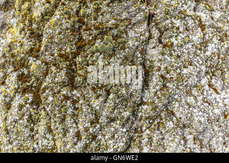 Green moss on old wall, texture or background Stock Photo