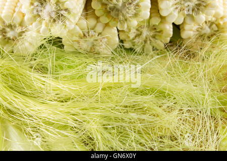 Freshly picked corn cobs on natural straw Stock Photo