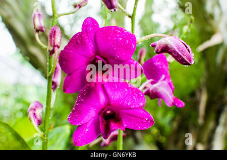 Close up of orchid flowers in famous Singapore Botanical Garden Stock Photo