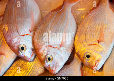 Fresh Sea Bream Stock Photo