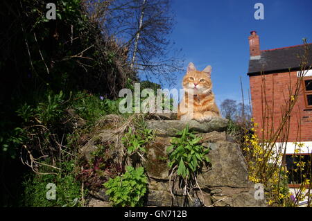 Ginger cat on stone wall Stock Photo