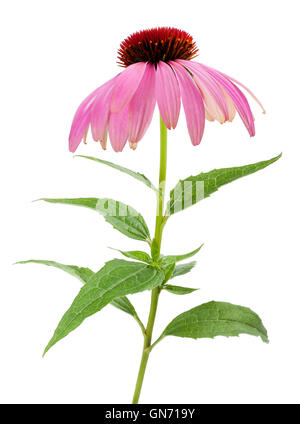 Purple Coneflowers isolated on white background Stock Photo