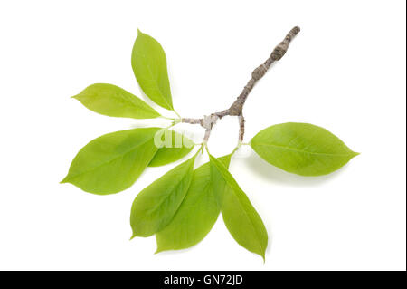 magnolia branch with leaves isolated on white background Stock Photo