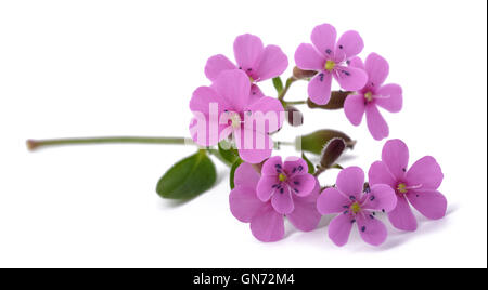Soapwort  isolated on white background Stock Photo