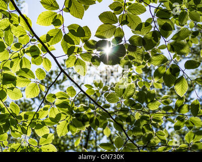 Sun peaking through the leaves Stock Photo