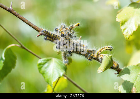 Caterpillars of buff-tip moth (Phalera bucephala). The larvae are gregarious whilst young. Stock Photo