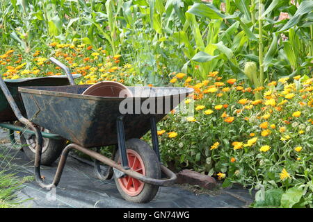 Wheelbarrows in an organic walled kitchen garden by sweetcorn and pot marigold (calendula) companion plants used to deter pests Stock Photo