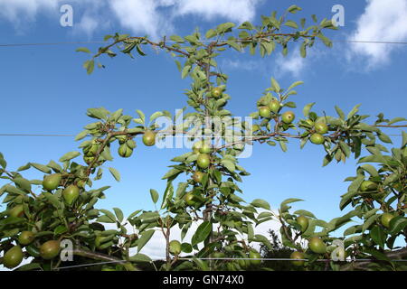 Espaliered trained pear tree trained on wire trellis in an English orchard garden setting - August Stock Photo