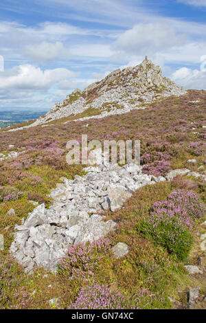 Heather moorland and the Devils Chair on the Stiperstones National Nature Reserve and Devils Chair rock, Shropshire, England, UK Stock Photo