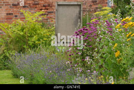 An herbaceous border featuring lavender, echinacea and chamomile in a traditional English walled garden on a sunny August day UK Stock Photo