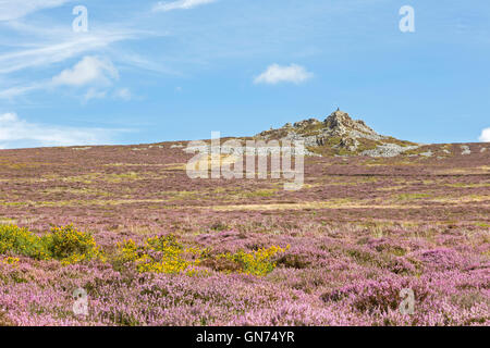 Heather moorland on the Stiperstones National Nature Reserve and Devils Chair rock, Shropshire, England, UK Stock Photo