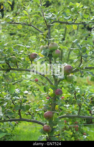 Apples trained to grow as espaliers on a wire trellis in an English orchard garden - August Stock Photo