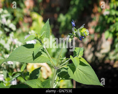 Salvia Hybrid Just Beginning to Flower Stock Photo