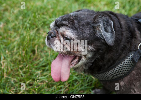 Black pug with tongue hanging out on a hot day (old dog panting) - USA Stock Photo