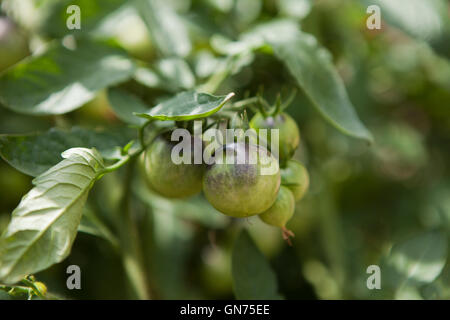 Unripe purple cherry tomatoes on stem - USA Stock Photo