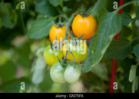Cherry tomatoes on vine - USA Stock Photo