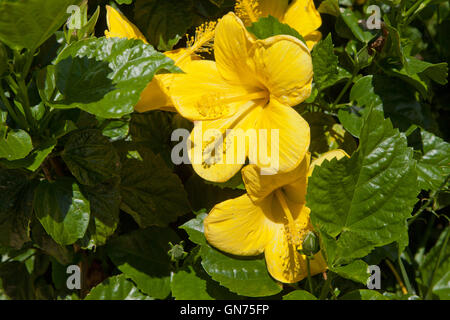 Yellow Hibiscus brackenridgei flower - USA Stock Photo