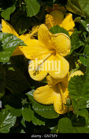 Yellow Hibiscus brackenridgei flower - USA Stock Photo