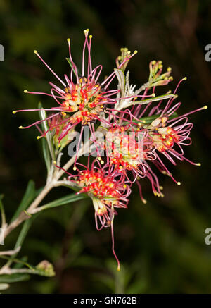 Cluster of stunning vivid red & yellow flowers of Grevillea 'Red Sunset', Australian native plant, on dark background Stock Photo