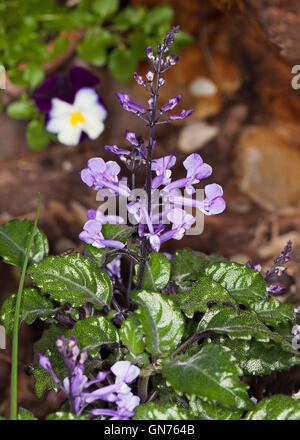 Spikes of attractive purple flowers and glossy green leaves of Plectranthus plepalila 'Mona Lavender' on brown background Stock Photo