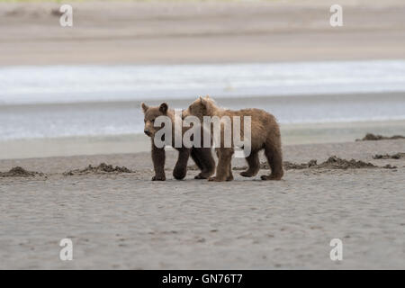 Alaskan brown bear siblings walking on the beach. Stock Photo