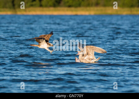 Osprey flying seeking for food Stock Photo