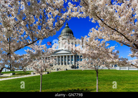 Yoshino cherry trees in blossom at the southwest corner of the Utah State Capitol Building Salt Lake City Utah Stock Photo