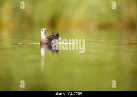 Juvenile Common Moorhen (Gallinula chloropus) swimming in a lake. Photographed in Ein Afek Nature Reserve, Israel in July Stock Photo