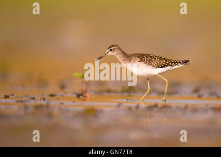 Wood sandpiper (Tringa glareola). This bird is a wader that forages in shallow water or mudflats in or around freshwater lakes a Stock Photo