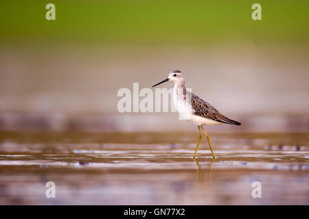 Marsh Sandpiper (Tringa stagnatilis) wading in the water. Photographed in Ein Afek Nature Reserve, Israel in August Stock Photo