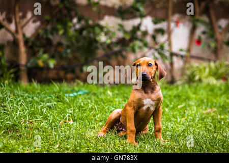 Puppy dachshund dog sitting on a green grassy yard