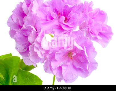 beautiful blooming lilac geranium flower with green leaves is isolated on white background. Pelargonium peltatum, closeup Stock Photo