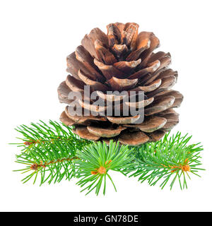 beautiful cedar pine cone and needles is isolated on white background Stock Photo