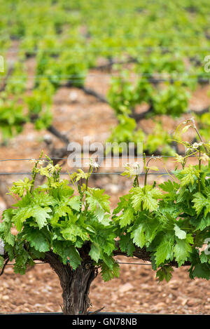 Vineyards of Cariñena wine region in spring. Saragossa, Aragon, Spain Stock Photo