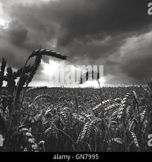 Dramatic sky over a wheat field. Stock Photo