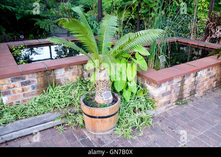 Dioon spinulosum, giant dioon, or gum palm, in Stellenbosch University Botanical Garden, South Africa Stock Photo