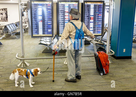 Miami Florida International Airport,terminal gate flight information monitors,man male senior citizen service dog leash cane interior inside Stock Photo