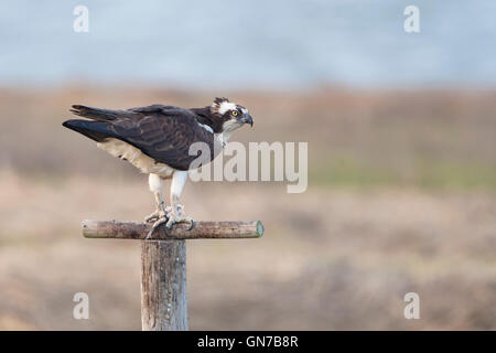 Osprey (Pandion haliaetus) on pole, Edwin B. Forsythe National Wildlife Refuge, New Jersey, USA Stock Photo