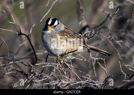 White-crowned Sparrow (Zonotrichia leucophrys), Palo Alto Baylands, Palo Alto, California, United States of America Stock Photo