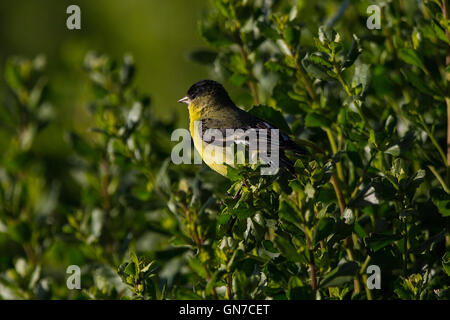 Lesser Goldfinch (Carduelis psaltria), Palo Alto Baylands, Palo Alto, California, United States of America Stock Photo