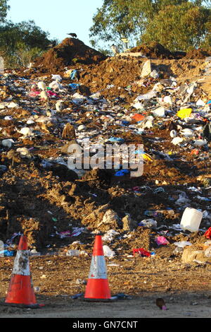 Australian White Ibis birds foraging among trash rubbish at a tip - or waste management facility - in NSW, Australia. Stock Photo