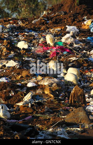 Australian White Ibis birds foraging among trash rubbish at a tip - or waste management facility - in NSW, Australia. Stock Photo