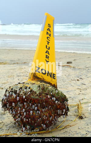 Goose barnacles (order Pedunculata), also called stalked barnacles or gooseneck barnacles, on a washed-up bouy. Stock Photo