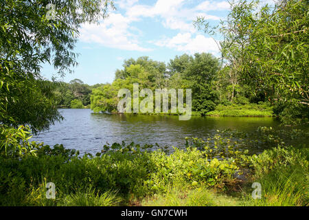 Turkey Swamp Park, Freehold, New Jersey, United States, North America Stock Photo