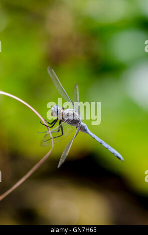 Keeled Skimmer, Orthetrum coerulescens, Andalusia, Southern Spain. Stock Photo