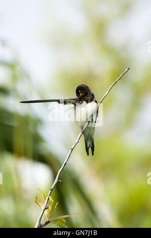 Juvenile Barn swallow, Hirundo rustica, cleaning his wings an feathers, Spain Stock Photo