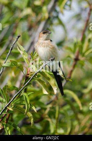 Juvenile Red-rumped swallow, Cecropis daurica, bird in Almond tree, Spain. Stock Photo