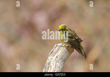 European serin, Serinus serinus in garden perched, Spain. Stock Photo