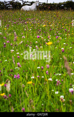 White horse in field of wildflowers, Exmoor, UK Stock Photo