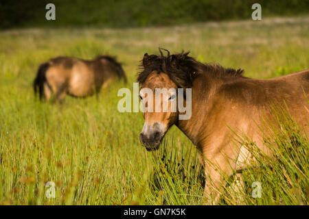 Exmoor Ponies on Withypool Common near Landacre Bridge, Exmoor, UK Stock Photo